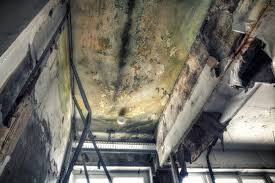 Best Industrial Mold Remediation  in Genesee, ID